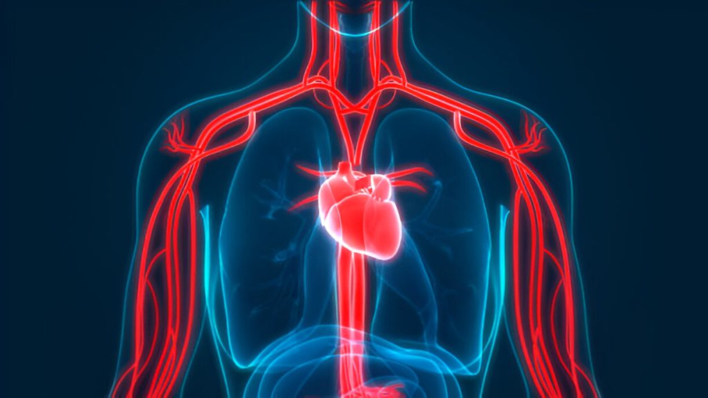Cardiologist In Willow Vale